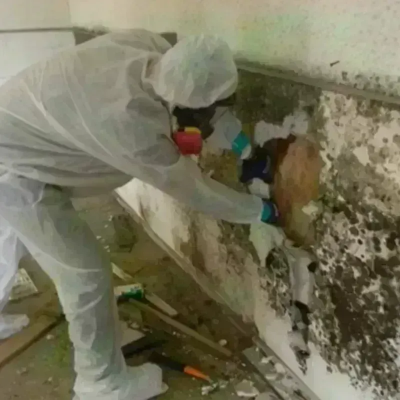 Mold Remediation and Removal in Rolling Hills, CA